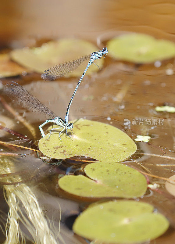 天蓝色(Coenagrion puella)交配